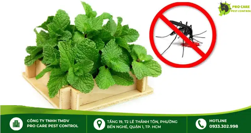 Cây chống côn trùng hiệu quả, dễ trồng