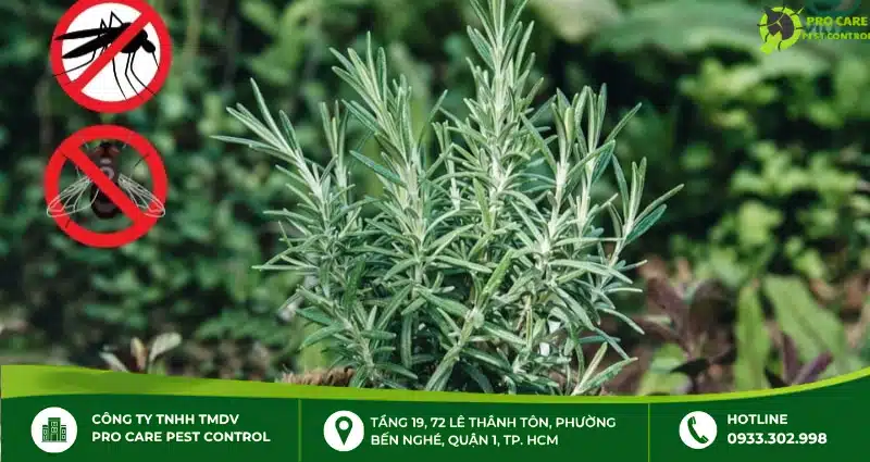 Cây chống côn trùng