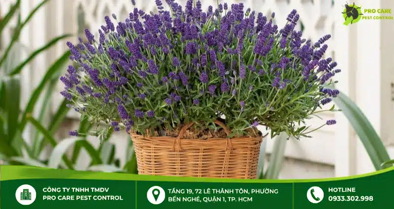 Cây chống côn trùng hiệu quả