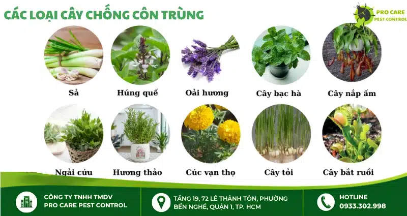 Top 10 cây chống côn trùng hiệu quả, dễ trồng