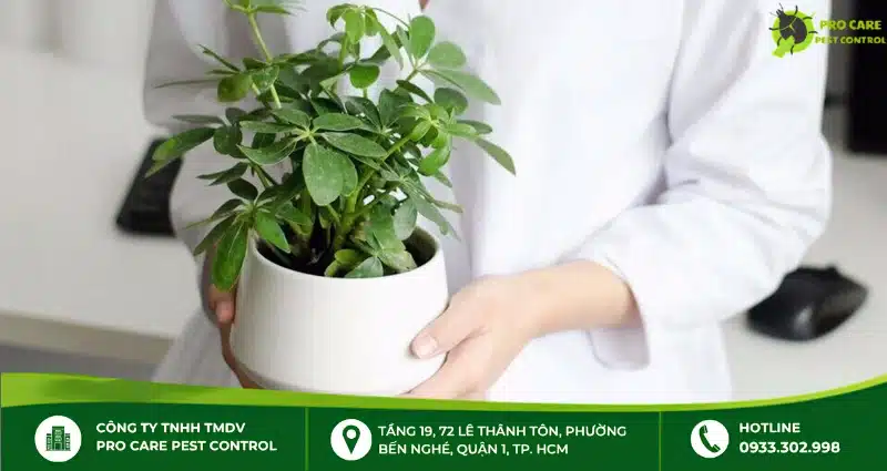 Cây ngũ gia bì xua đuổi muỗi