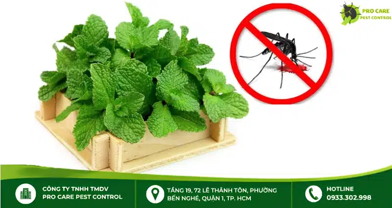 Húng lủi dễ trồng, dễ chăm và giúp xua đuổi côn trùng hiệu quả