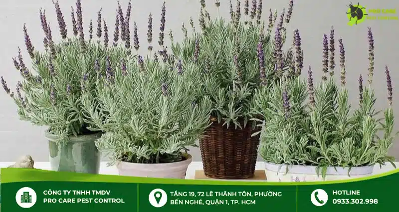 Cây oải hương vừa xua đuổi muỗi hiệu quả vừa mang lại vẻ đẹp sang trọng, lãng mạn cho không gian