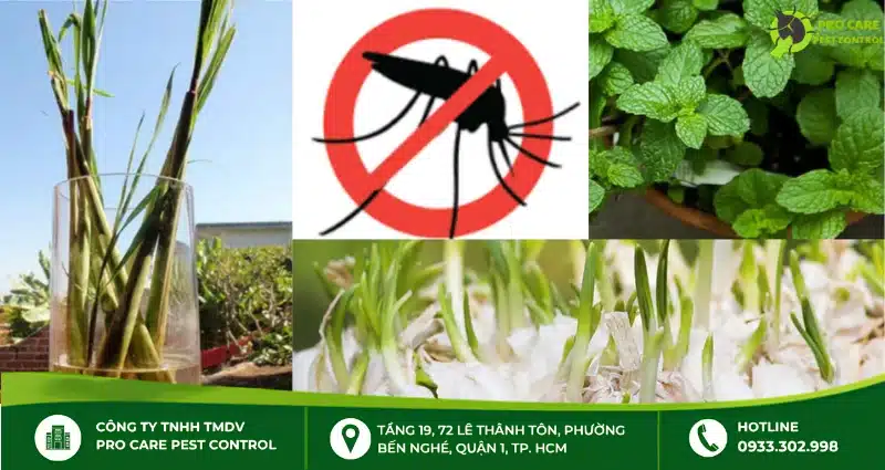 Top 6 cây đuổi muỗi hiệu quả dễ trồng trong nhà
