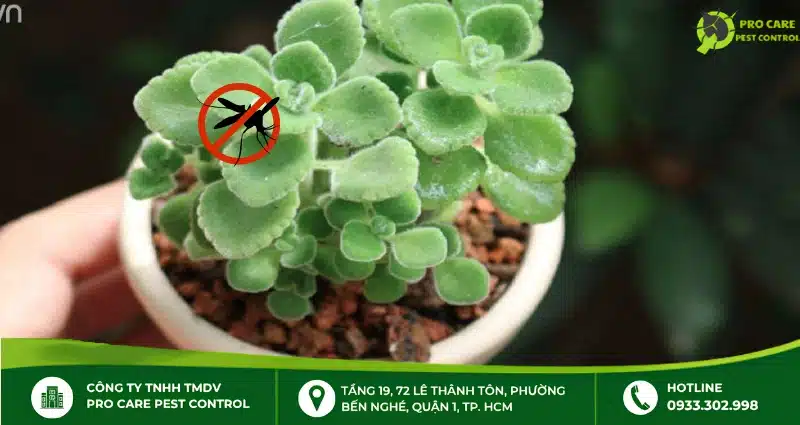 Cây mạt nhất hương - Cây trừ muỗi hiệu quả