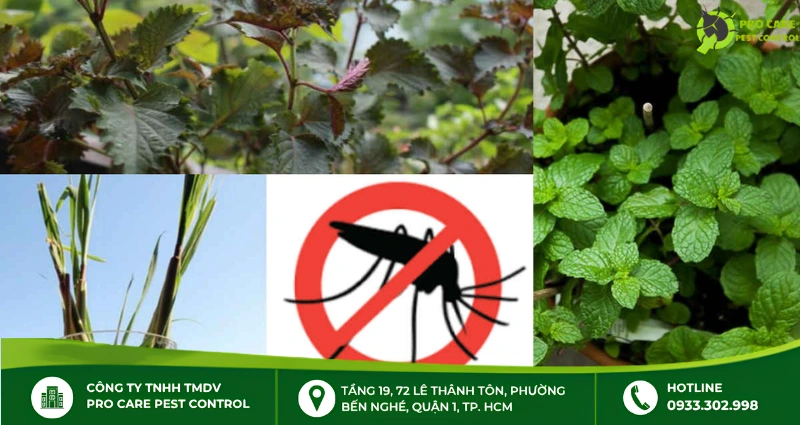 Loại cây trừ muỗi dễ trồng trong nhà