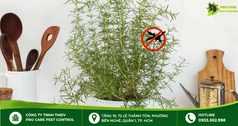6 loại cây trừ muỗi dễ trồng trong nhà và hiệu quả nhất