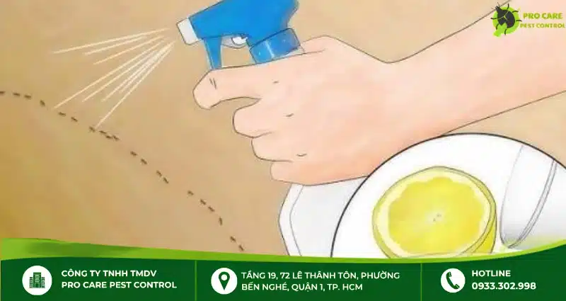Chống kiến bằng chanh hoặc tinh dầu bưởi