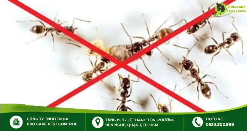 Lưu ý an toàn khi sử dụng thuốc chống kiến