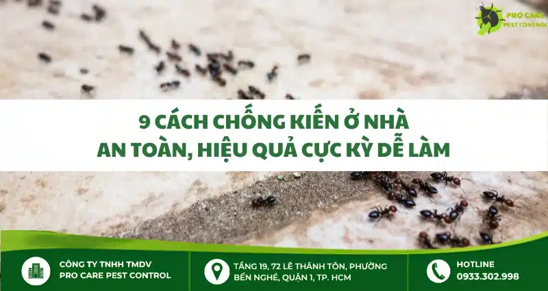 9 cách chống kiến ở nhà an toàn, hiệu quả cực kỳ dễ làm