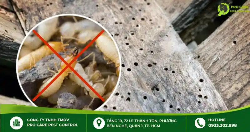 Top 5 công ty chuyên diệt mối uy tín tại TP.HCM