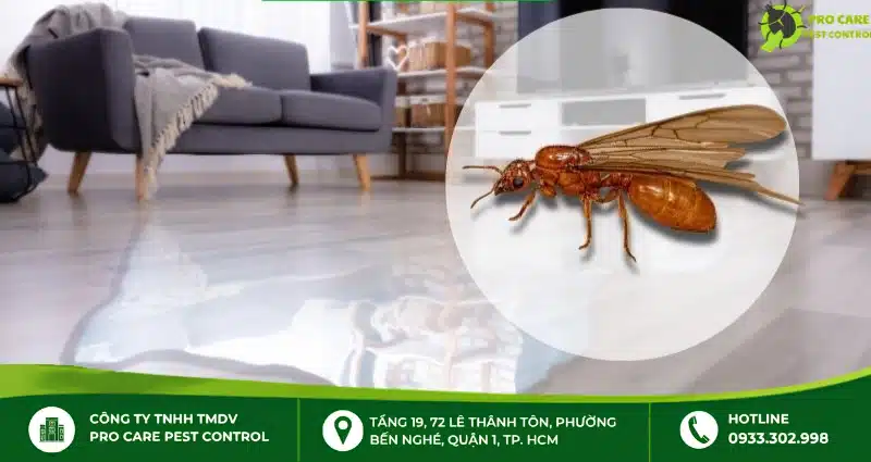 Tại sao nhiều con kiến cánh bay vào nhà? Cách diệt hiệu quả