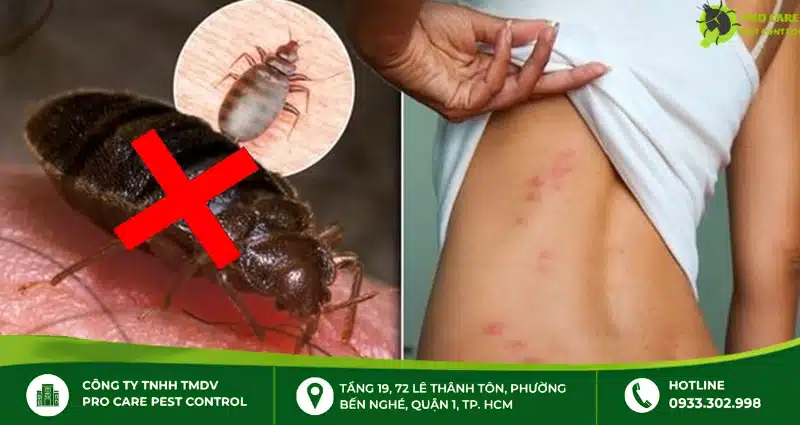 Cách tiêu diệt con rệp ở giường