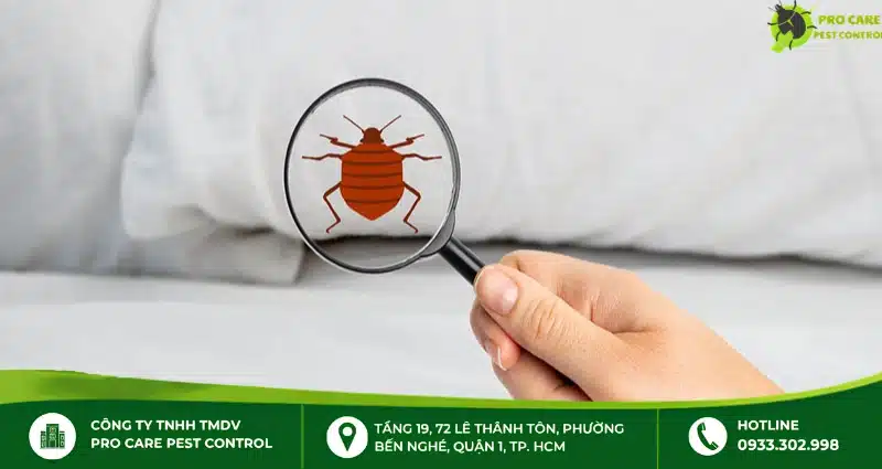 Xuất hiện con rệp ở giường: Nguyên nhân và cách tiêu diệt hiệu quả