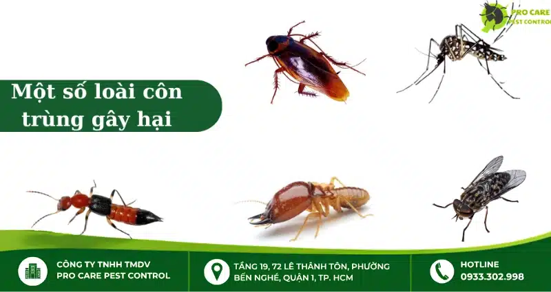 7 loại côn trùng trong nhà gây hại cần tiêu diệt