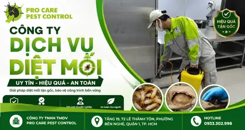 Giải pháp diệt mối tận gốc