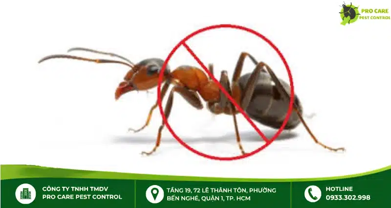 Dịch vụ diệt kiến xử lý như thế nào