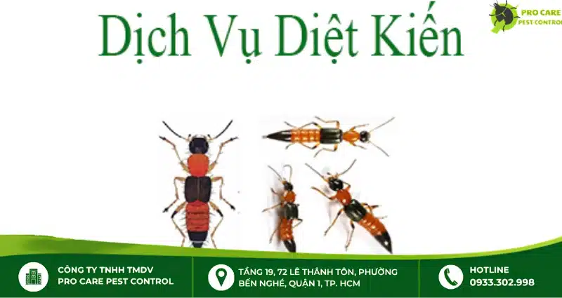 Công ty diệt kiến