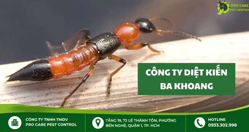 Top 5 công ty diệt kiến ba khoang uy tín tại TPHCM
