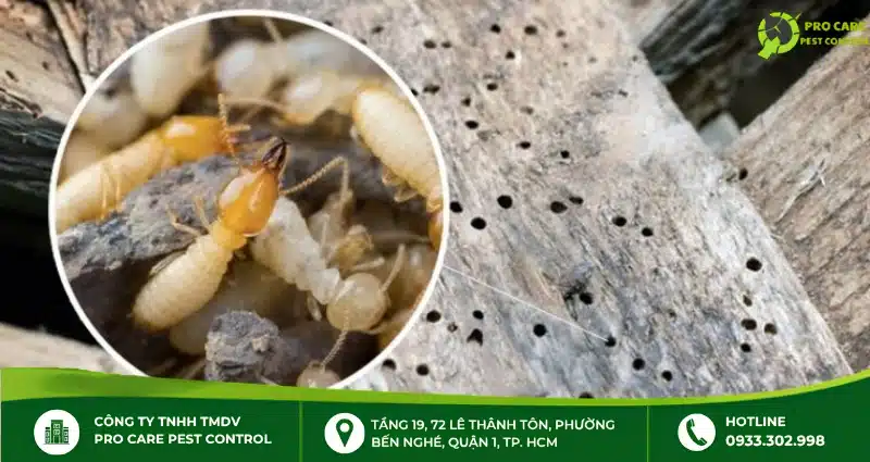 Công ty diệt mối tại nhà