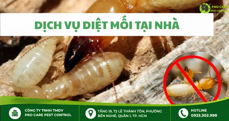 Quy trình diệt mối tại nhà