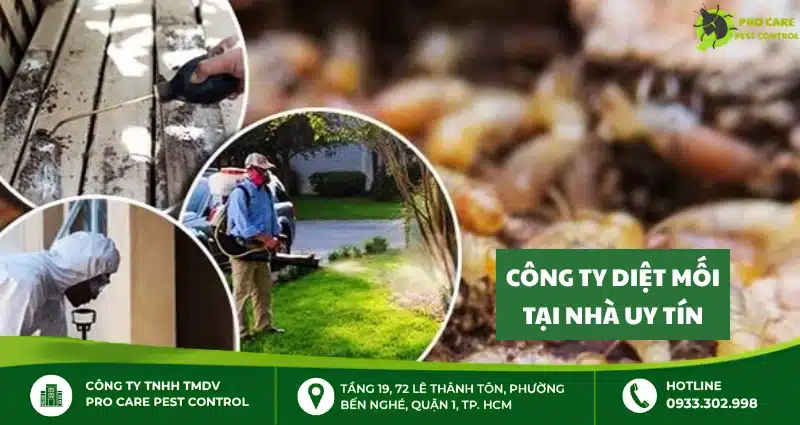 Công ty diệt mối tại nhà uy tín, xử lý mối tận gốc