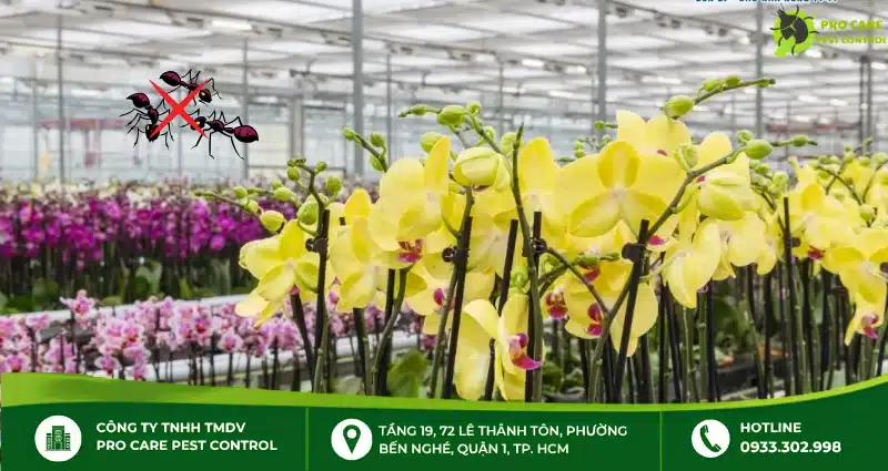 Nên chọn thuốc diệt kiến cho lan nào