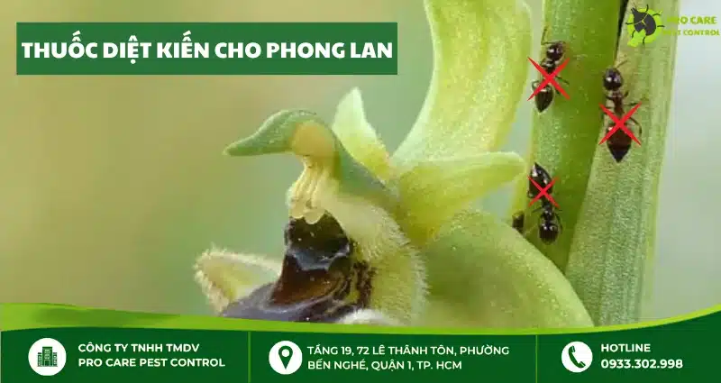 5 thuốc diệt kiến cho phong lan hiệu quả