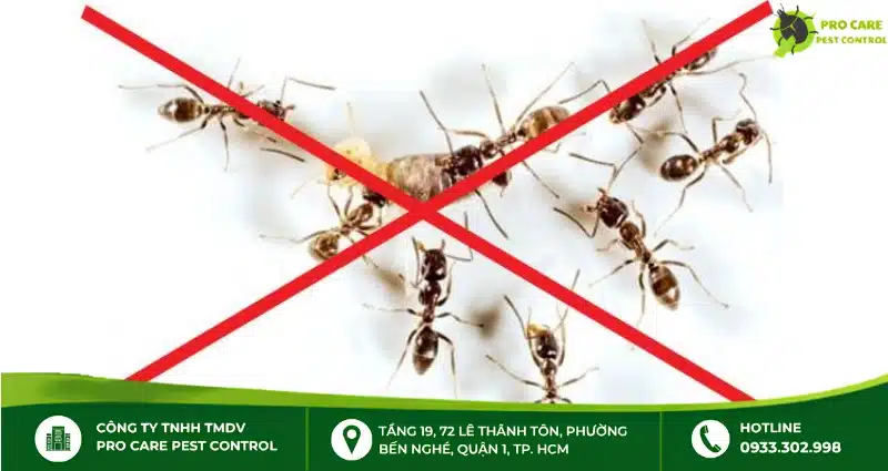 Thuốc diệt kiến có độc không?