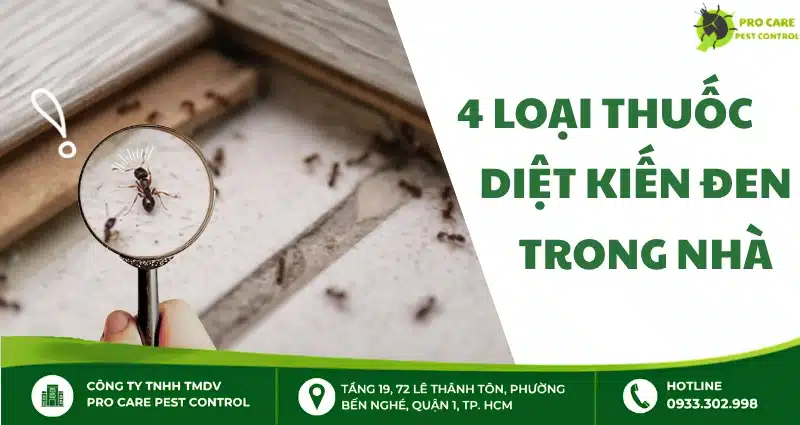 4 loại thuốc diệt kiến đen trong nhà và cách sử dụng