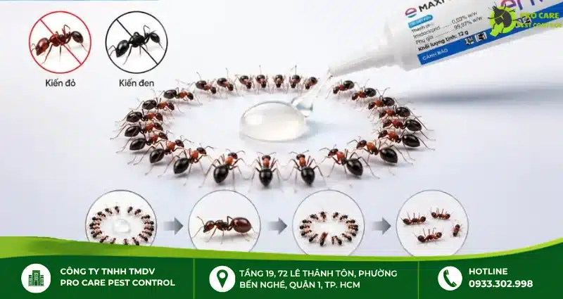 Công dụng diệt kiến tận gốc của gel Maxforce